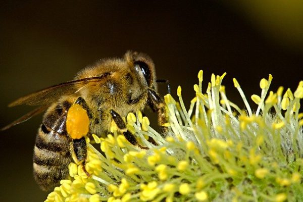 Stop Wondering – Start WonderBee!